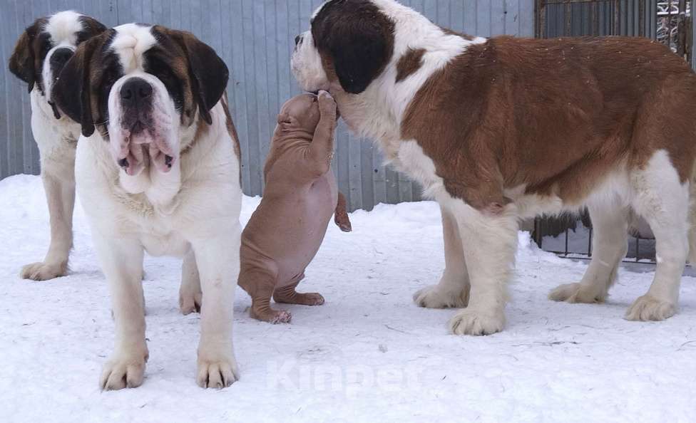 Собаки в Екатеринбурге: Лиловый мачо Мальчик, 150 000 руб. - фото 4