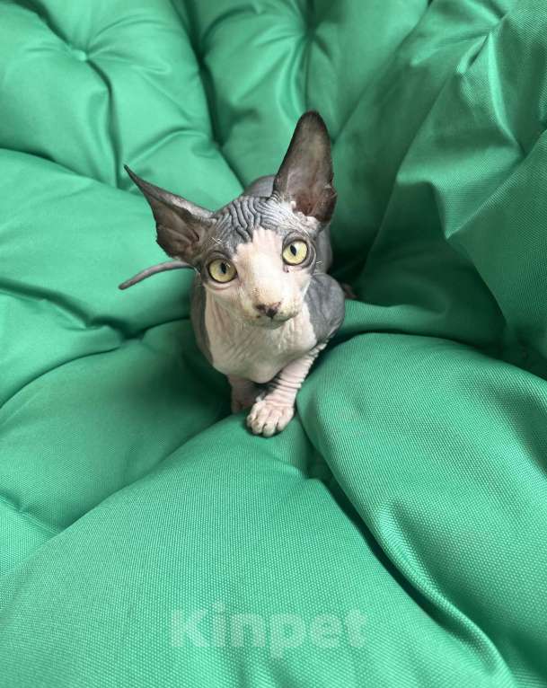 Кошки в Москве: Канадский сфинкс  Мальчик, 20 000 руб. - фото 7