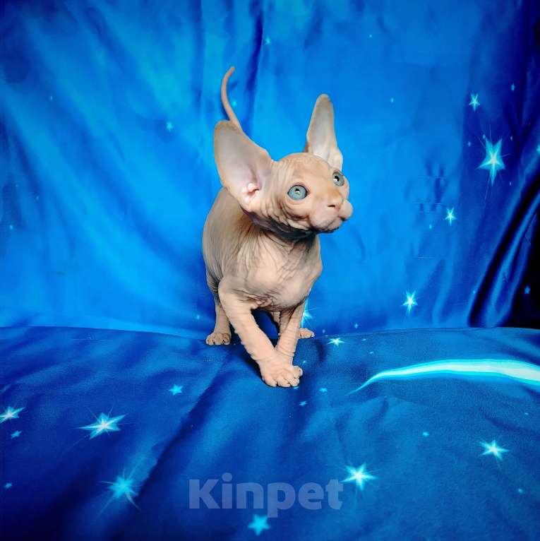 Кошки в Королеве: Очаровательный рыжик-канадский сфинкс Мальчик, 60 000 руб. - фото 1