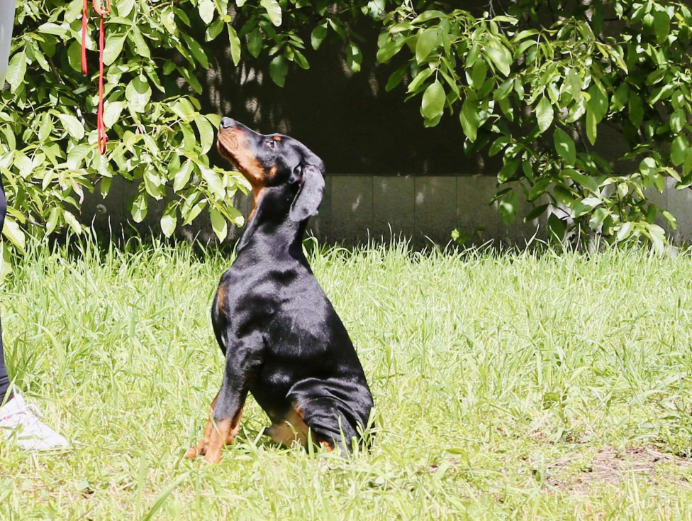 Собаки в Нальчике: Щенки добермана с документами РКФ Мальчик, 55 000 руб. - фото 3