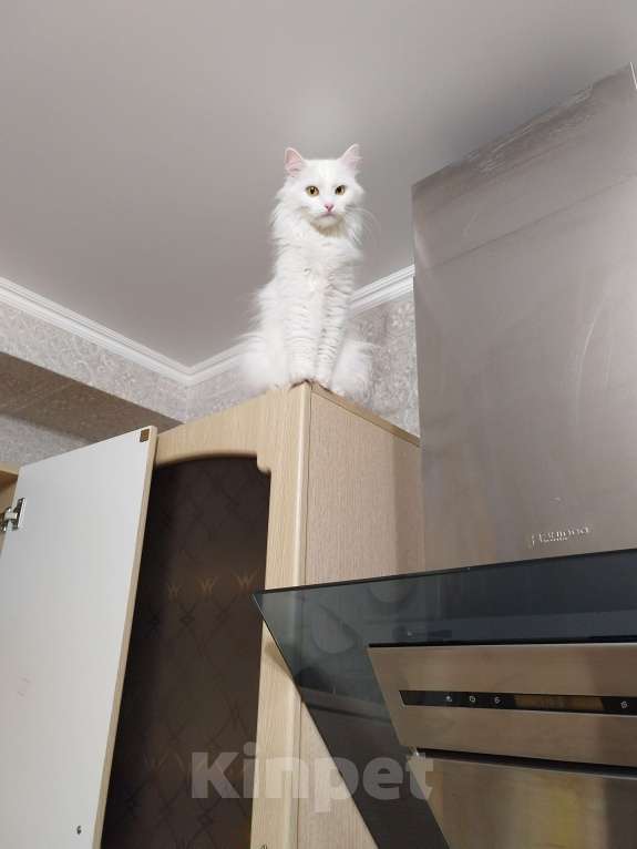 Кошки в Оренбурге: Ева ищет добрых хозяев Девочка, Бесплатно - фото 5