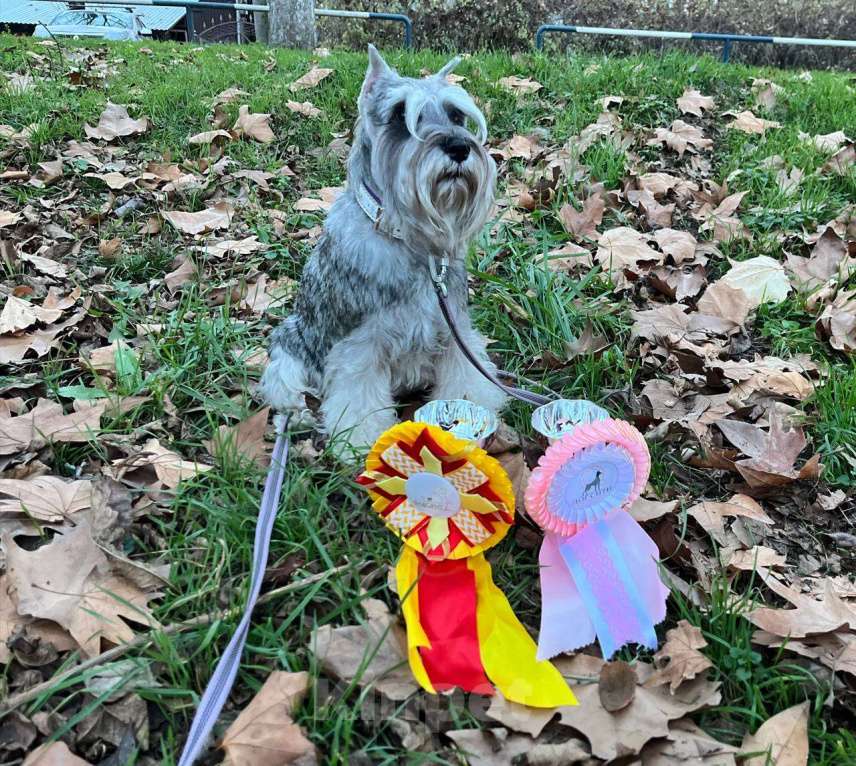 Собаки в Воронеже: Щенки цвергшнауцера перец с солью Разнополые, 70 000 руб. - фото 3