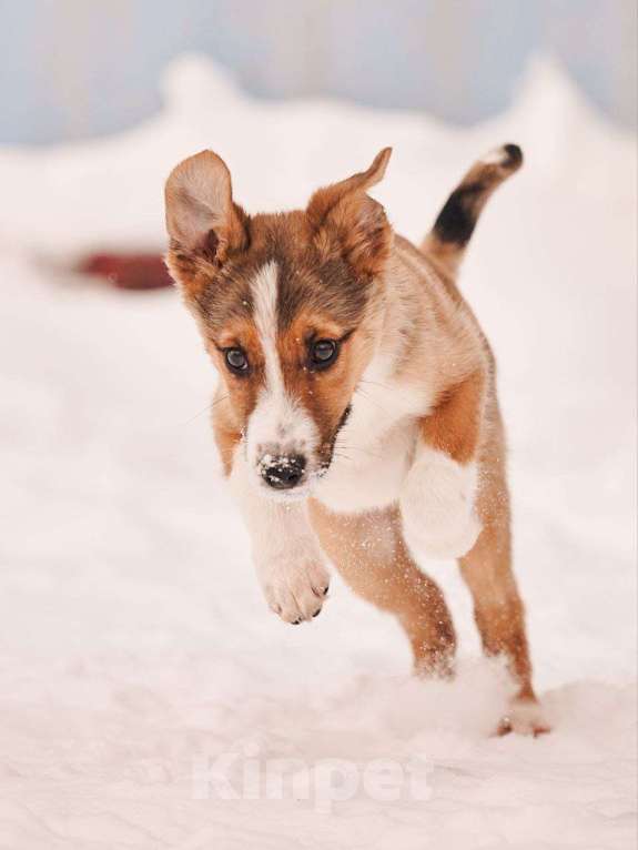 Собаки в других городах Московской области: Эден якутенок Мальчик, Бесплатно - фото 4