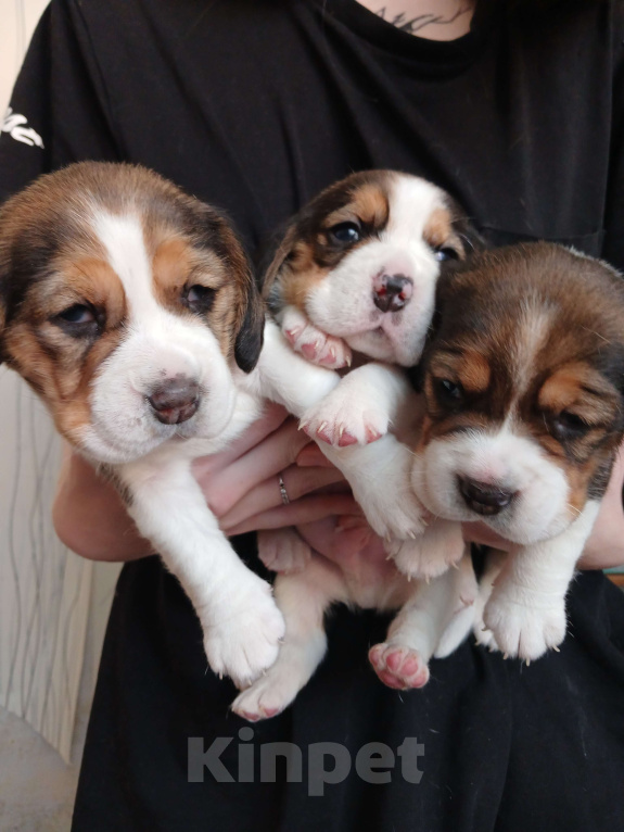 Собаки в Тюмени: щенки бигля Девочка, 50 000 руб. - фото 4