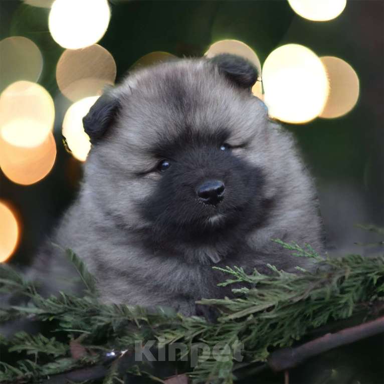 Собаки в Москве: Щенки кеесхонда (вольфшпица) Мальчик, 38 000 руб. - фото 2