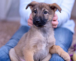 Собаки в Ногинске: Шанель - щенок в поиске дома Девочка, Бесплатно - фото 9