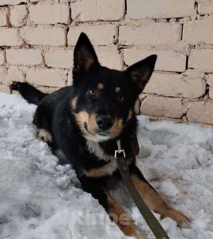 Собаки в Липецке: Дружок  Мальчик, Бесплатно - фото 1