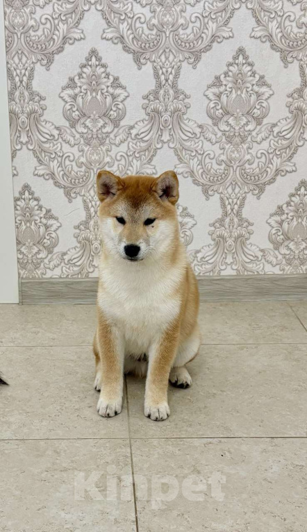 Собаки в Москве: Сиба мальчики Мальчик, 60 000 руб. - фото 3