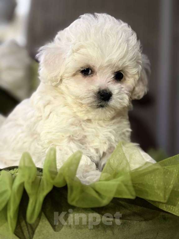 Собаки в Санкт-Петербурге: Щенок бишон фризе Мальчик, 75 000 руб. - фото 2