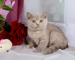 Кошки в Мурином: Британский котенок окраса лиловый черепаховый Девочка, 30 000 руб. - фото 3
