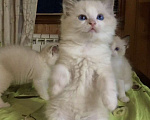 Кошки в Москве: Котята породы рэгдолл Девочка, 50 000 руб. - фото 4