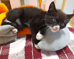 Кошки в Фрязино: Котенок Бегемот ищет дом. Мальчик, Бесплатно - фото 7