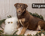 Собаки в Москве: 6 разноцветных щенков: шоколадные, трехцветные и другие ищут дом, Бесплатно - фото 3