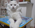 Кошки в Новоалтайске: Вязка, 1 руб. - фото 1