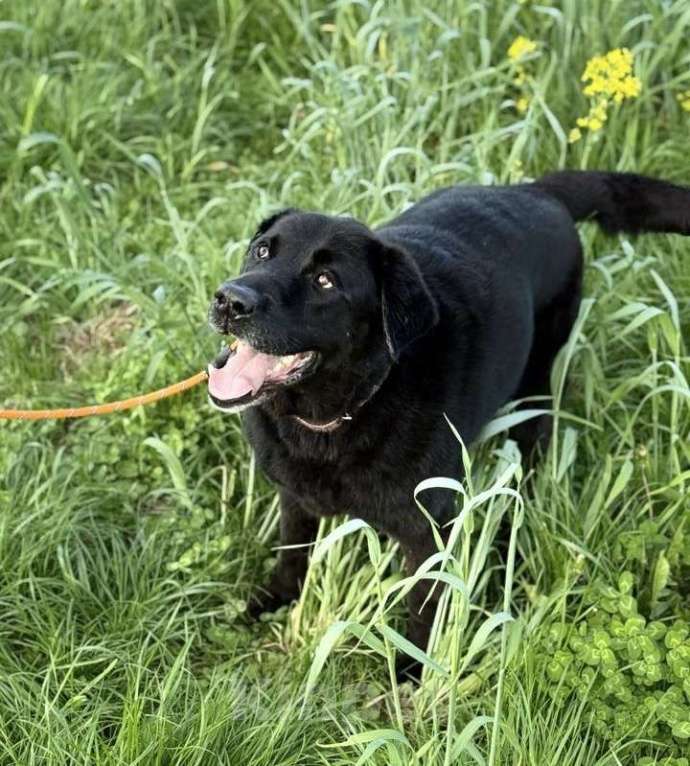 Собаки в Лобне: Лабрадор Рей ищет дом Мальчик, Бесплатно - фото 3