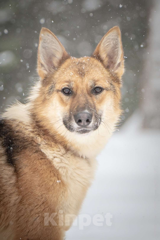 Собаки в Клине: Кешью — трепетная девочка скучает в приюте без своего человека Девочка, Бесплатно - фото 5