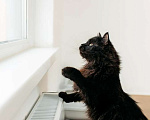 Кошки в Москве: Черный пушистый кот Гриша в добрые руки Мальчик, 1 руб. - фото 2