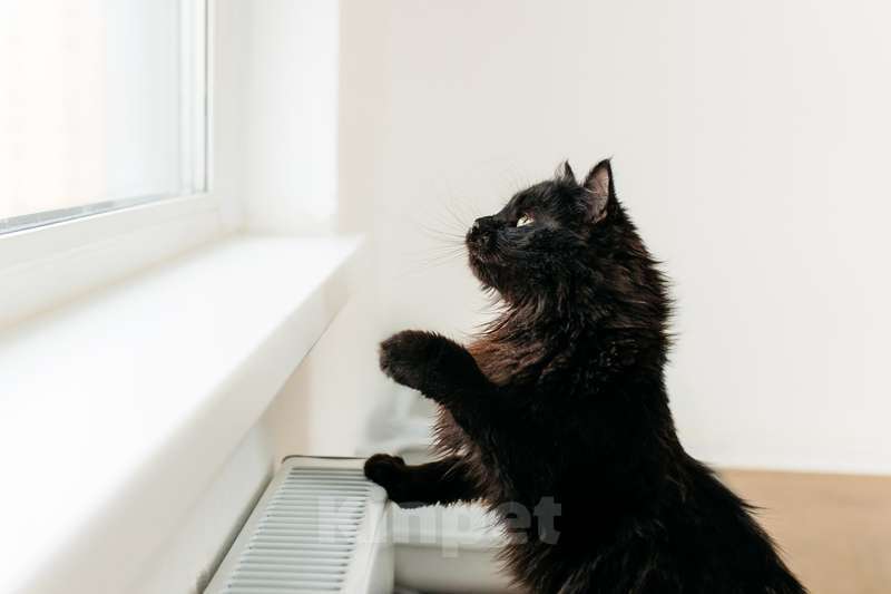 Кошки в Москве: Черный пушистый кот Гриша в добрые руки Мальчик, 1 руб. - фото 2