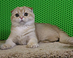 Кошки в Клине: Вислоухий рыжий котик Мальчик, 15 000 руб. - фото 1
