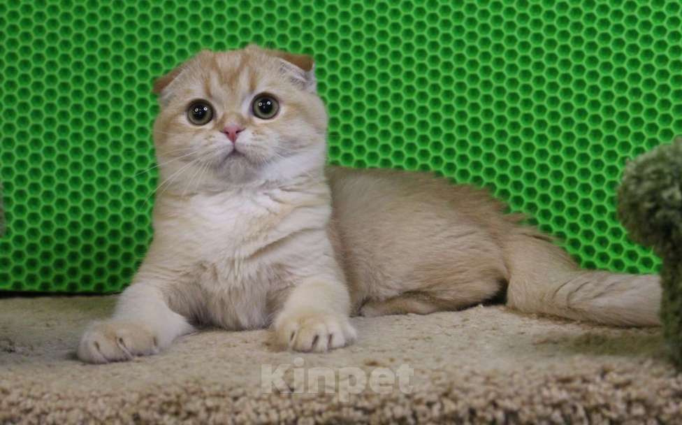 Кошки в Клине: Вислоухий рыжий котик Мальчик, 15 000 руб. - фото 1