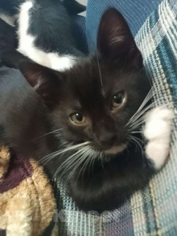 Кошки в Реутове: Отдаëм котëнка в добрые руки Мальчик, 1 руб. - фото 7
