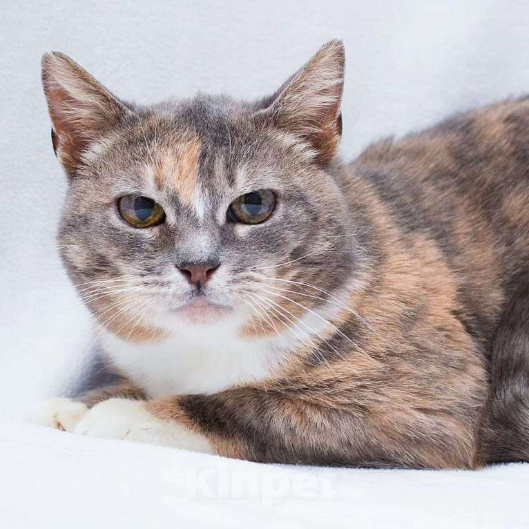 Кошки в Москве: Адель никто не замечает Девочка, Бесплатно - фото 2