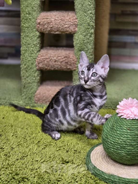 Кошки в Москве: Gabriel Benjoy Мальчик, 95 000 руб. - фото 7