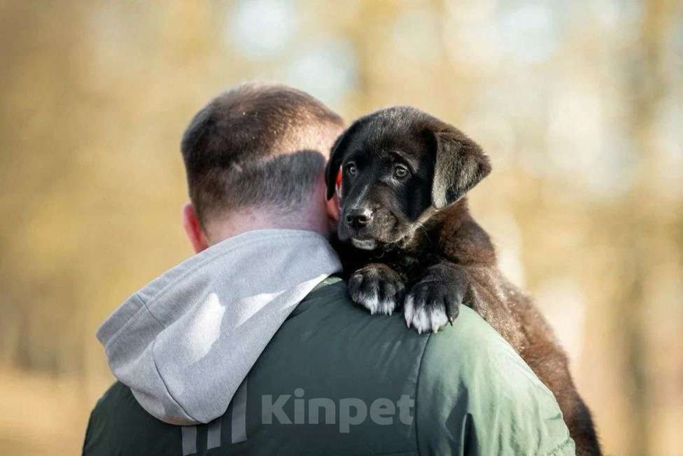 Собаки в Москве: Миша ищет дом  Мальчик, Бесплатно - фото 6