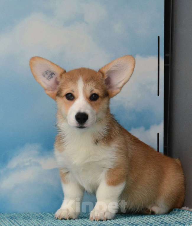 Собаки в Ногинске: Вельш корги пемброк Девочка, 35 000 руб. - фото 5