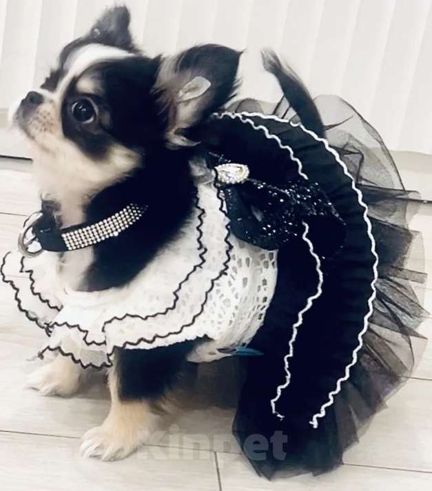 Собаки в Ростове-на-Дону: Девочка чихуахуа Девочка, 50 000 руб. - фото 3