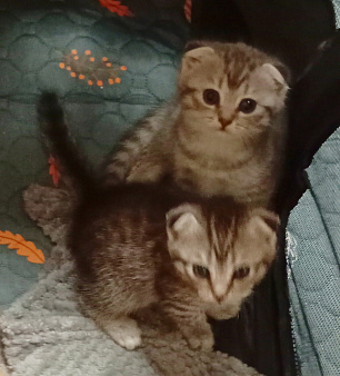 Шотландские вислоухие котята