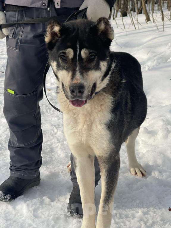 Собаки в Видном: Алабай Микаса, 1,5 года Девочка, Бесплатно - фото 4