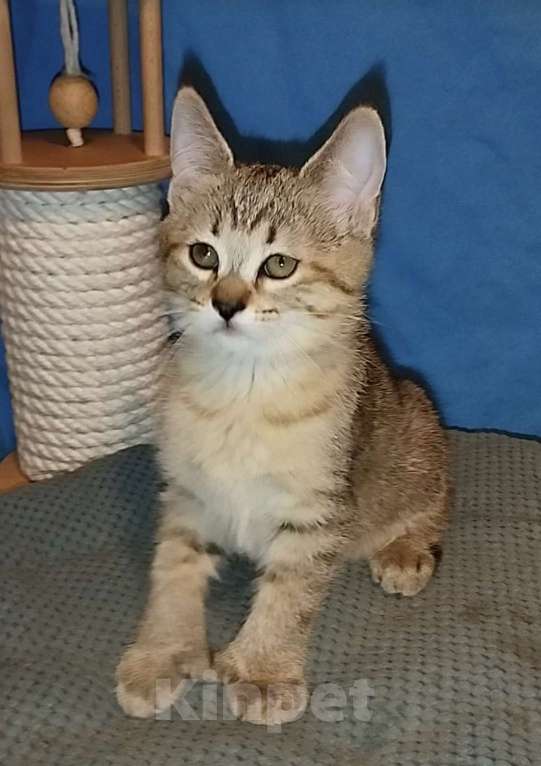 Кошки в Москве: пиксибоб котята Девочка, 90 000 руб. - фото 2