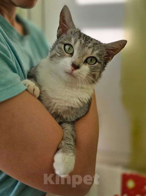 Кошки в Москве: Полынька — ангел в кошачьем обличье! Девочка, Бесплатно - фото 9