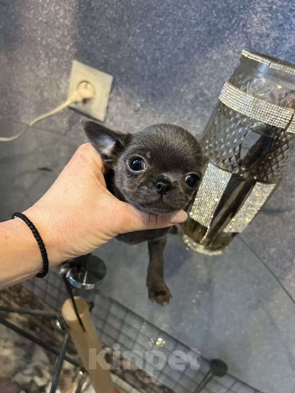 Собаки в Москве: Щенки чихуа разных окрасов.2 мес Девочка, 35 000 руб. - фото 1