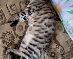 Кошки в Самаре: Потерялся пацан Мальчик, Бесплатно - фото 7