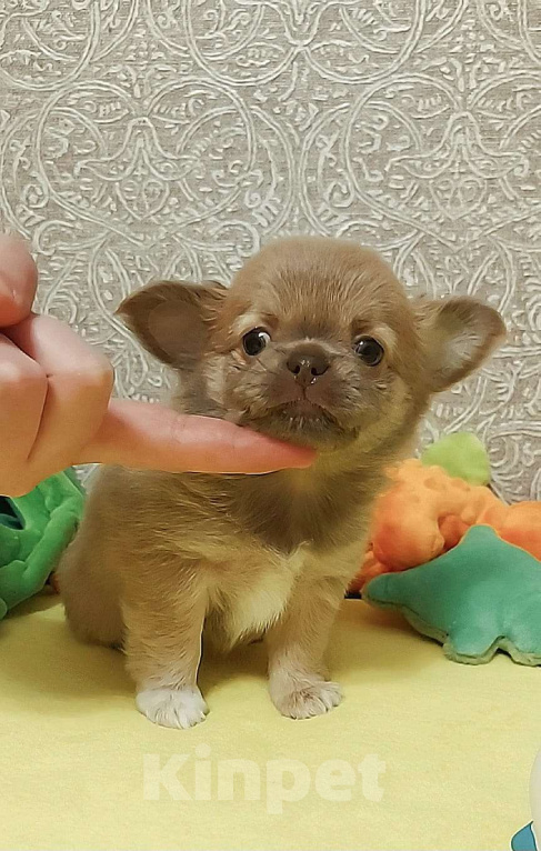 Собаки в Новосибирске: Красивая длинношерстная девочка в лилово-подпалом окрасе! Девочка, Бесплатно - фото 1