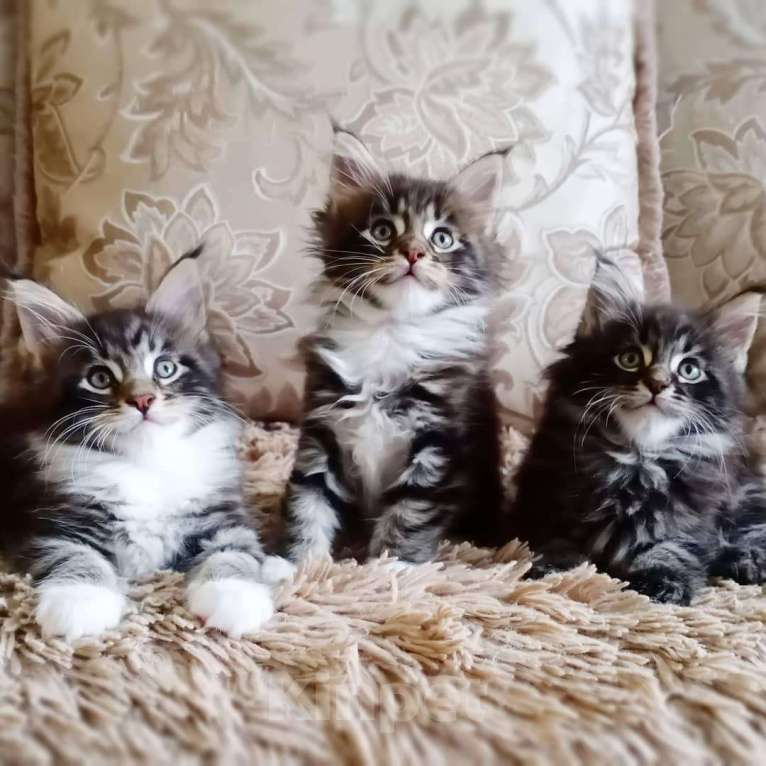 Кошки в Малоархангельске: Котята Мейн Кун., 20 000 руб. - фото 1