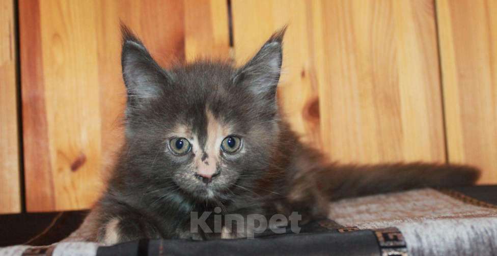 Кошки в Моздоке: Котята мейн кун, 15 000 руб. - фото 1