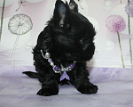 Собаки в Москве: Цветной йорк черная кукла Девочка, 70 000 руб. - фото 2