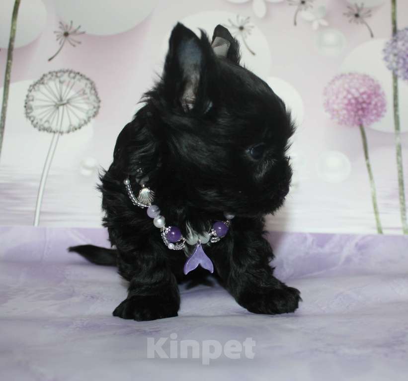 Собаки в Москве: Цветной йорк черная кукла Девочка, 70 000 руб. - фото 2