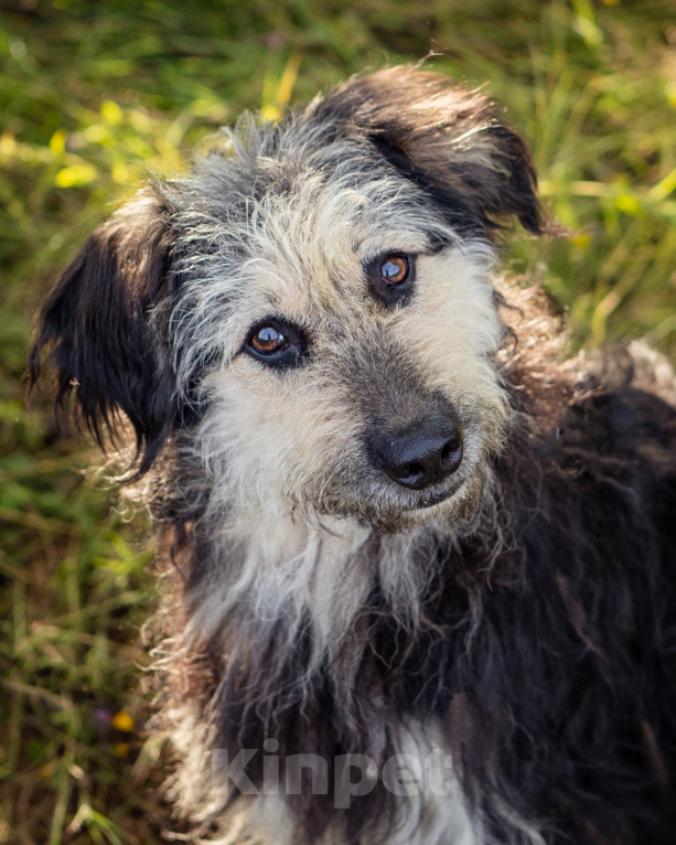 Собаки в Троицке: Бородатик в добрые руки Мальчик, Бесплатно - фото 1