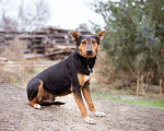 Собаки в Москве: Собака из приюта ищет дом Мальчик, Бесплатно - фото 6