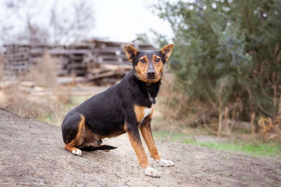 Собаки в Москве: Собака из приюта ищет дом Мальчик, Бесплатно - фото 6