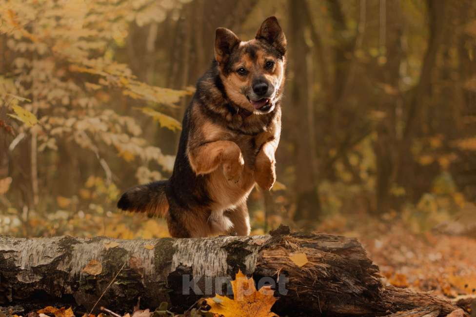 Собаки в Москве: Жардан Мальчик, Бесплатно - фото 4