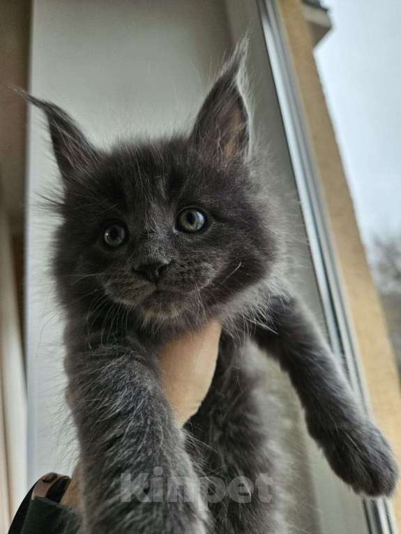 Кошки в Саратове: Котята Мейн-кун  Девочка, 35 000 руб. - фото 1