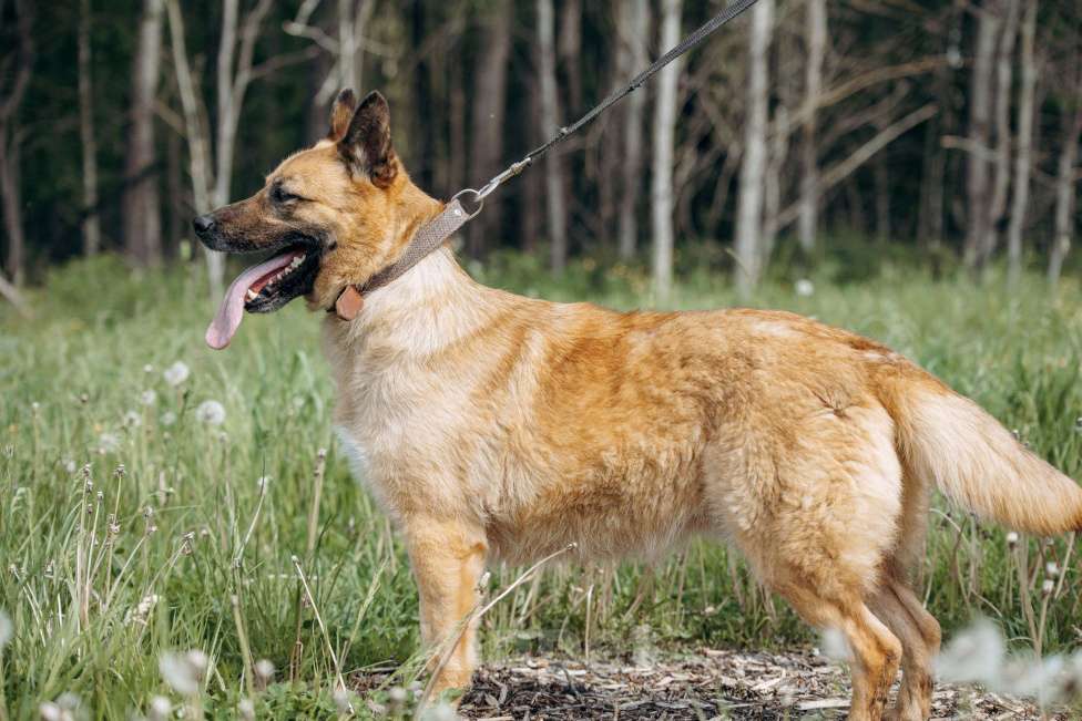 Собаки в Москве: Небольшая рыжая лисичка в добрые руки Мальчик, Бесплатно - фото 5