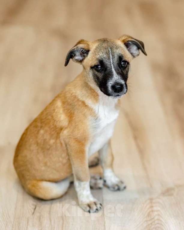 Кошки в Москве: Комочек ласки и нежности Лизи ищет дом. Девочка, Бесплатно - фото 7