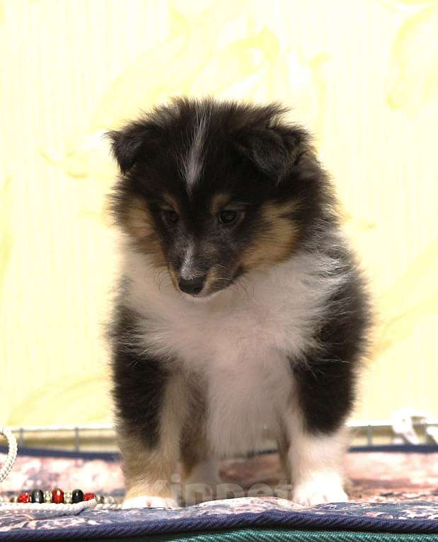 Собаки в Вологде: Очаровательная сука шелти Девочка, Бесплатно - фото 3