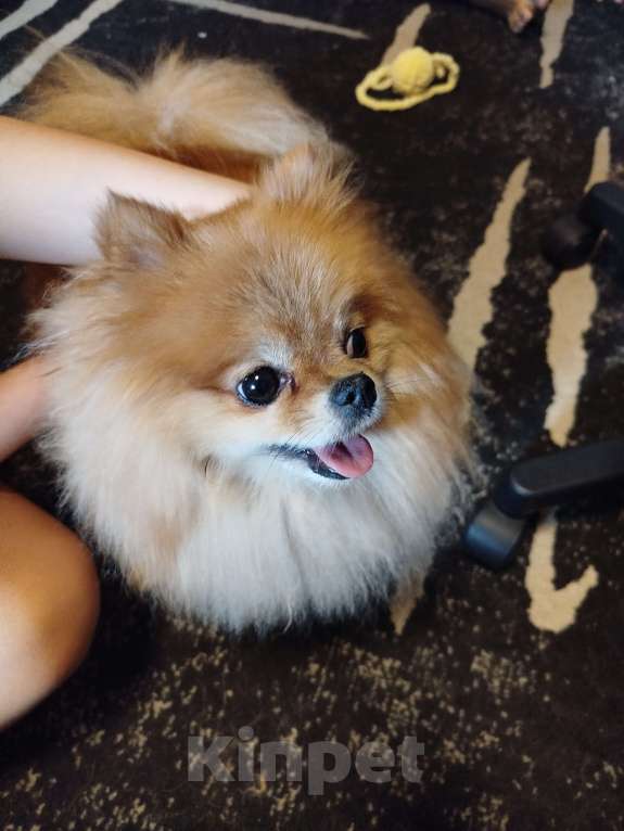 Собаки в Москве: В надёжные руки Мальчик, 10 000 руб. - фото 2